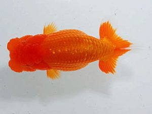 観魚会 東関脇　川田正昭　所沢