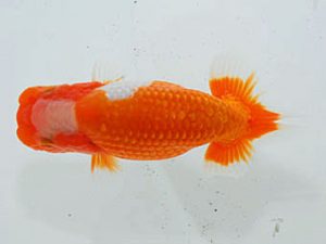 観魚会 西関脇　大村瀧次　三島