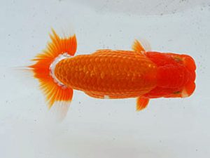 観魚会 西小結　木村　等　本庄