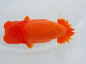 観魚会　東大関　齋藤一成　練馬区