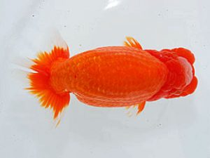 観魚会　西大関　大久保義彰　千葉