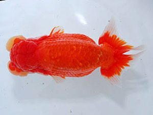 観魚会　立行司　荻谷冨士夫　水戸市