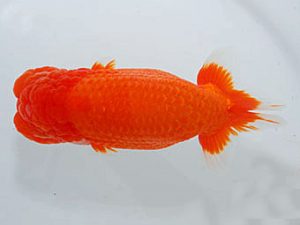 観魚会　取締二　高橋節夫　八広