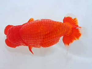 観魚会　東大関　荻谷冨士夫　水戸市