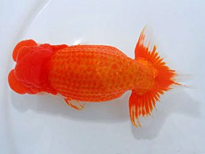 観魚会　西大関　高地成弥　荒川