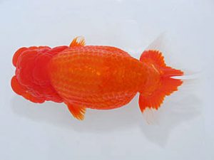 観魚会　立行司　坂場克身　茨城県