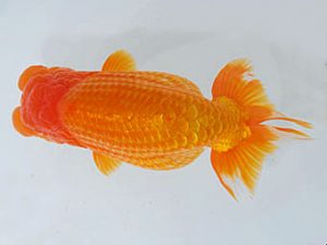 観魚会　取締一　高橋節夫　八広