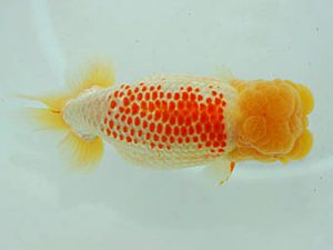 観魚会　取締二　片岡伸介　伊勢原市