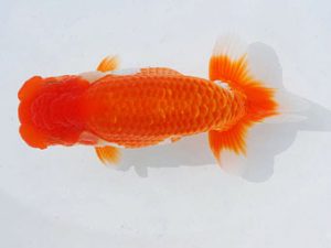 錦蘭会　東大関　平野睦二　浜松