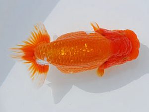 錦蘭会 勧進元一　植松　啓　新宮