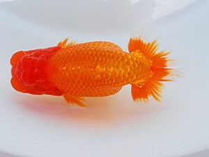 錦蘭会 勧進元二　城平秀樹　尾道