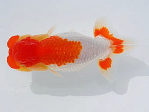 錦蘭会 行司一　石田　昇　京都