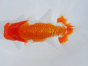 錦蘭会 行司二　高田典明　神戸