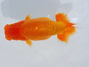 錦蘭会 行司三　西口武志　羽曳野