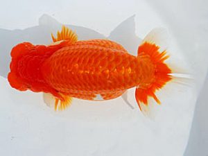 錦蘭会 脇行司二　武田悦男　福山