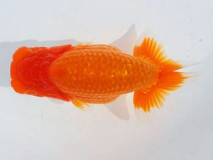 錦蘭会　西大関　金森秀秋　日高