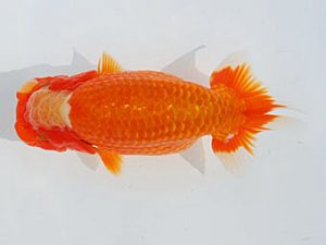 錦蘭会　立行司　中村朋孝　御坊