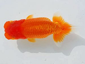 錦蘭会　東取締　橋本雅資　寝屋川