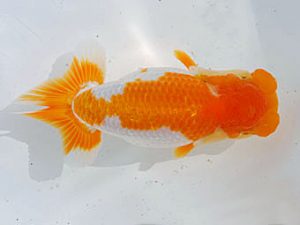 錦蘭会　西取締　伏木寿一　御坊