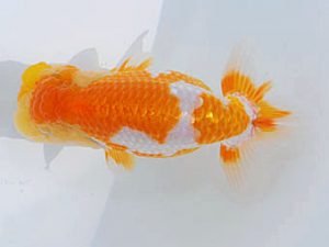 錦蘭会 東関脇　西川　敬　観音寺