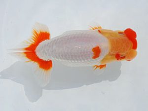 錦蘭会 西関脇　江月　隆　宝塚