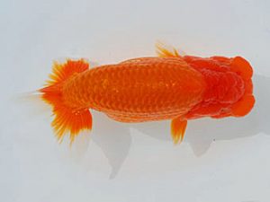 錦蘭会 東小結　中島健一郎　浅口