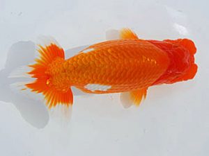 錦蘭会 西小結　植埜　猛　堺