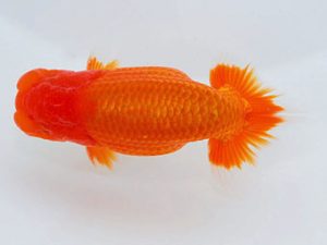 錦蘭会　東大関　小山敏信　尾道