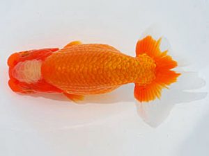 錦蘭会 勧進元一　三宅正一　倉敷