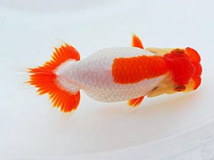 錦蘭会 行司一　野口隆朗　高松