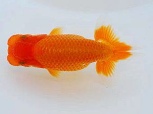 錦蘭会 行司二　川野多寛　徳島