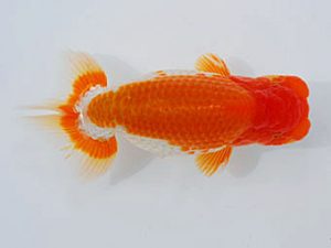 錦蘭会 行司三　牧　敬剛　新宮