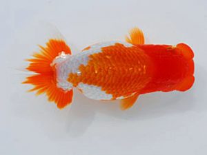 錦蘭会 脇行司一　尾濱英治　広島