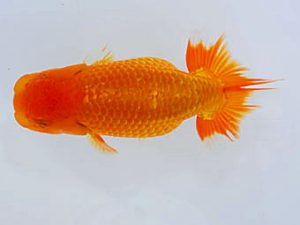 錦蘭会 脇行司二　城平秀樹　尾道