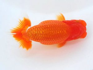 錦蘭会　西大関　小山敏信　尾道