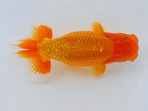 錦蘭会　立行司　川村和己　高知