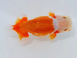 錦蘭会　東取締　小林保治　堺