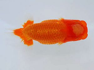 錦蘭会　西取締　河野弘信　広島