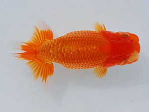 錦蘭会 東関脇　高田典明　神戸