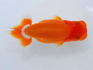 錦蘭会 西関脇　藤原博文　徳島