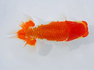 錦蘭会 東小結　城平秀樹　尾道