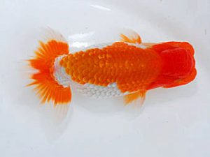 錦蘭会 西小結　森田智祥　福山