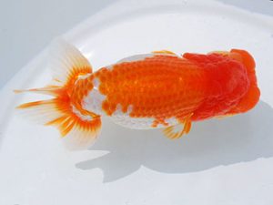 錦蘭会　東大関　石橋厚二　尾鷲