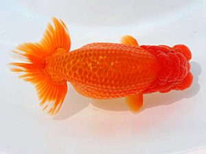 西部本部 勧進元一　新治良太　福知山