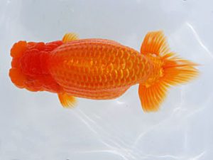 西部本部 勧進元二　江月　隆　宝塚