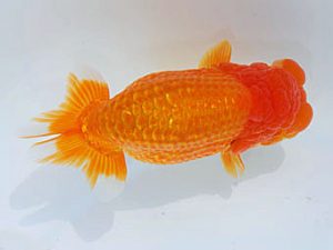 西部本部 行司二　金森秀秋　日高