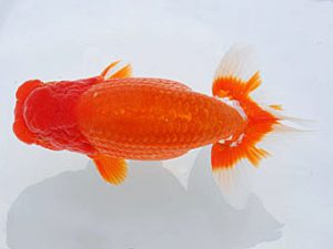 西部本部 脇行司一　島崎大輔　徳島