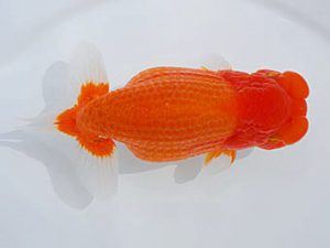 西部本部 脇行司二　井上松雄　臼杵