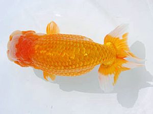 錦蘭会　東取締　山田國夫　浅口