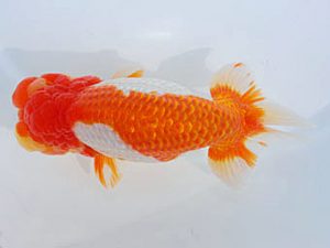 錦蘭会　西取締　牧　敬剛　新宮